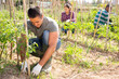 © JackF - Gardener working with wooden trellis and tomatoes seedling