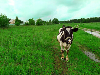 Cow on green meadow in countryside. Pasture for cattle. Cow in the village in fresh air. White and black cows. Cows graze on a green summer meadow. Copy space. The cow looks directly into the frame