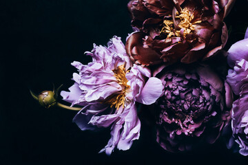 Beautiful peonies bouquet on black. Floral background. Festive flowers concept