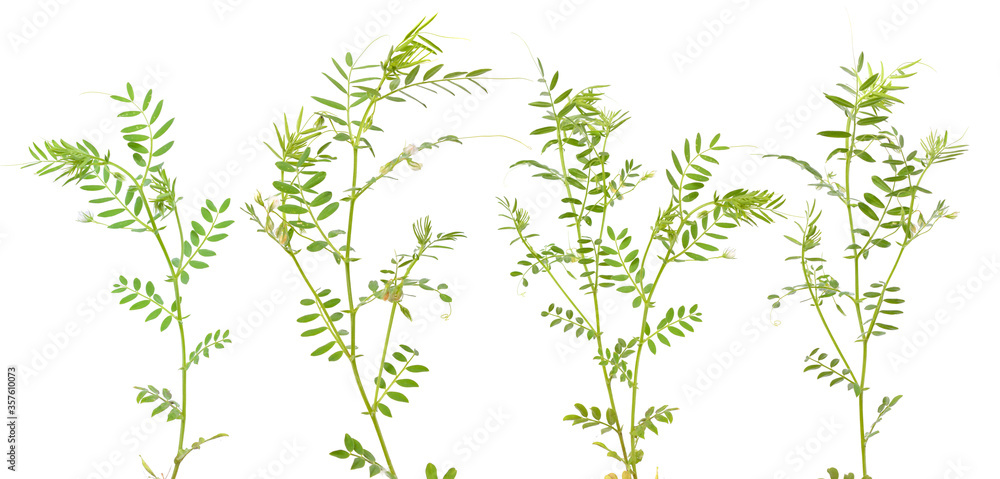 lentil plant or Lens culinaris or Lens esculenta. With flowers isolated.  Stock Photo | Adobe Stock