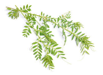 Poster - lentil plant or Lens culinaris or Lens esculenta. With flowers isolated.