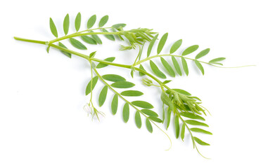 Poster - lentil plant or Lens culinaris or Lens esculenta. With flowers isolated.