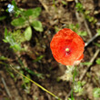 roslina o czerwonych kwiatach o nazwie mak polny rosnacy w poblizu drogi polnej w miejscowosci fasty na podlasiu w polsce