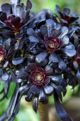 Aeonium arboreum var. atropurpureum f. nigrum Schwarzkopf with rosettes of bronze foliage after a shower of winter rain also called tree aeonium, tree houseleek, or Irish rose