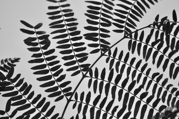 macro green leaf white background