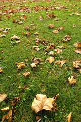 Wall Mural - close up green grass landscape and fallen autumn leaves