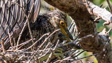 Black Crowned Night Heron On The Nest Flying And Sitting
