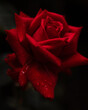 red rose in the rain