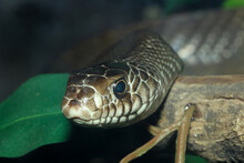 Close Up Head Rat Snake On Stick Tree At Thailand