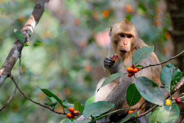 Wall Mural - The monkey eatting food on tree in thailand