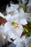Fototapeta Morze - Lilium candidum white flower close up