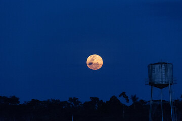 Wall Mural - full moon over the forest