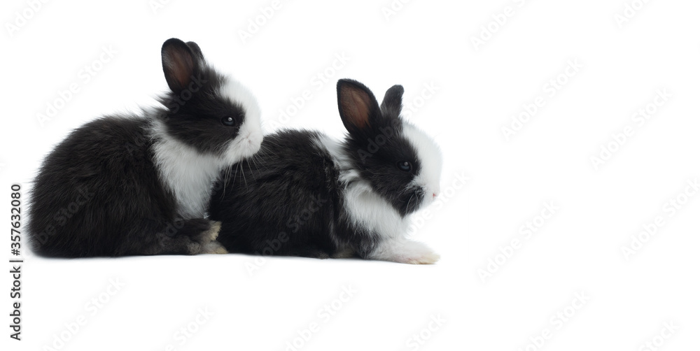 Two cute little baby black and white bunny rabbits that looks like ...