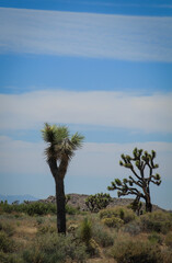 Wall Mural - Beautiful Day at Joshua Tree National Park, California