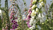 Colorful Flowering Foxglove In In The Nature