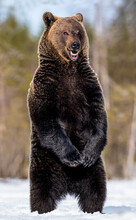 Brown Bear With Open Mouth Standing On His Hind Legs In Winter Forest. Scientific Name: Ursus Arctos. Natural Habitat
