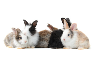 Wall Mural - Group of adorable fluffy rabbits on white background, portrait of cute bunny pet animal