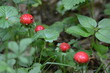Indische Scheinerdbeere , Scheinerdbeer-Fingerkraut, Potentilla indica