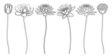 Set Of Outline Lotos Or Water Lily Flower, Bud And Seed Pod In Black Isolated On White Background.