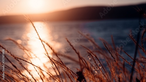 Fotomural Selective focus shot of growing plants with the sea on the background