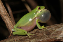 A Male Green Tree Frog (Hyla Cinerea) Sits On A Branch Making Its Characteristic Honking Call. Its Vocal Sac Is Inflated With Air To Help It Call More Frequently. Seen In South Carolina.