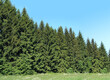 © sunnychicka - spruce Norway European tree picea abies forest
