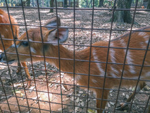Sitatunga Or Marshbuck Animal At The Place Of The Zoo In Jakarta