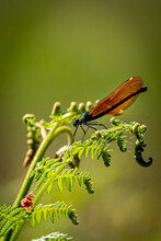 A Dragonfly Resting On A Fern