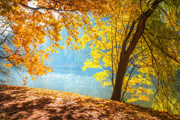 Yellow and red autumn leaves on trees in the bright light of the morning sun