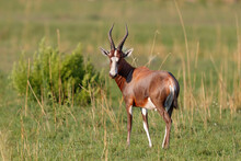 Blesbok Standing In The Green Grass In Nkomazi Game Reserve In SKwa Zulu Natal In South Africa