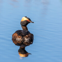 Wall Mural - Horned Grebe in a calm lake