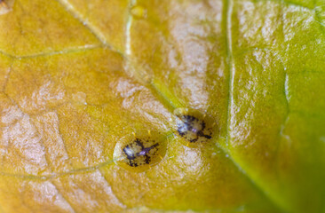 Macrophotography of Diaspididae insects on leaf vessel. Armored scale insects at home plants. Insects sucking plant. Infested.