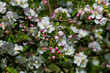 Apelblüte in weiß, pink mit unscharfem Hintergrund