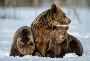 Wall Mural - She-bear and bear cubs on the snow in winter forest. Wild nature, natural habitat. Brown bear, Scientific name: Ursus Arctos Arctos.