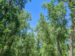tree tops in the forest