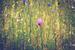Blumenwiese mit Mohn Kornblumen Gänseblümchen wild