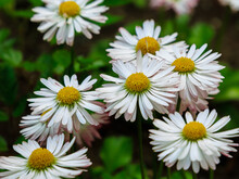 Double Daisies On Natural Background. White Daisies In The Garden. Beautiful Flowers Of Daisies