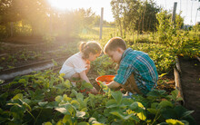 Cute And Happy Little Brother And Sister Of Preschool Age Collect And Eat Ripe Strawberries In The Garden On A Sunny Summer Day. Happy Childhood. Healthy And Environmentally Friendly Crop