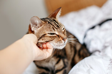 Wall Mural - Man woman petting stroking tabby cat by hand. Relationship of owner and a domestic feline animal pet. Adorable furry kitten friend enjoying caress. Friendship of human and cat.