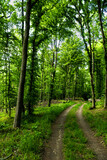 Fototapeta Las - Hiking Trail Through Sunlit Deciduous Forest In Austria