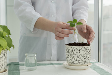 female hands hold little little green mint sprout with roots before putting into soil in flower pot. Planting new mint sprout. Home gardening concept.