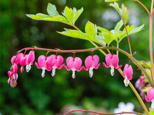 Bleeding Heart Flowers (Dicentra Spectabils) In Springtime. Dicentra Formosa Blooming In The Garden, Nature Floral Background.