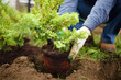 © Maria Sbytova - Man planting juniper plants in the yard. Seasonal works in the garden. Landscape design.