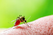 Dangerous Malaria Infected Mosquito Bite on Green Background. Leishmaniasis, Encephalitis, Yellow Fever, Dengue, Mayaro Disease or Zika Virus Infectious Culex Mosquito Parasite Insect Macro.