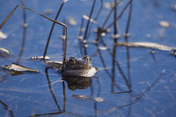 Water frog Pelophylax and Bufo Bufo in mountain lake with beautiful reflection of eyes Spring Mating