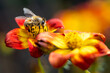Nahaufnahme einer Biene auf der Suche nach Blütenstaub