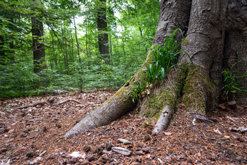 Wall Mural - Root of a large beech, tree overgrown with moss and grass in a deciduous forest, copy space