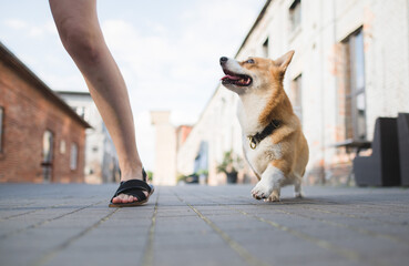 Wall Mural - Welsh corgi pembroke walking with the ownerin the city on a sunny day, happy