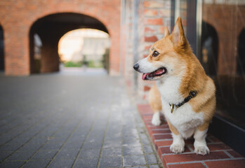 Wall Mural - Welsh corgi pembroke dog standing in the city on a sunny day, happy