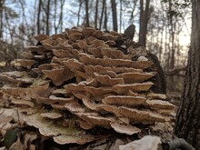 Old Oyster Mushrooms On A Log